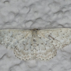 Idaea philocosma (Flecked Wave) at Ainslie, ACT - 17 Feb 2020 by jb2602