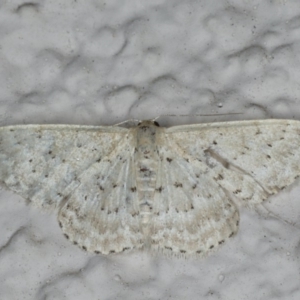 Idaea philocosma at Ainslie, ACT - 17 Feb 2020 09:23 PM