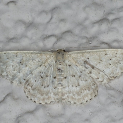 Idaea philocosma (Flecked Wave) at Ainslie, ACT - 17 Feb 2020 by jb2602