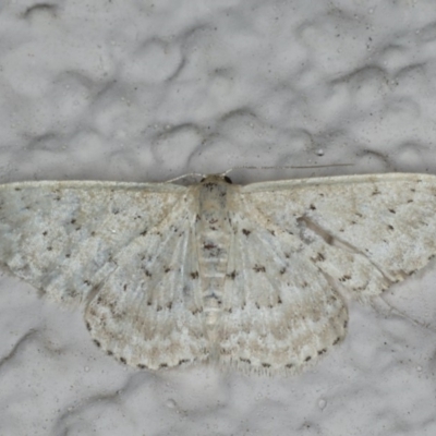 Idaea philocosma (Flecked Wave) at Ainslie, ACT - 17 Feb 2020 by jb2602