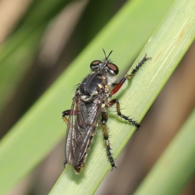 Thereutria amaraca (Spine-legged Robber Fly) at Acton, ACT - 18 Feb 2020 by TimL