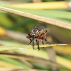 Thereutria amaraca at Acton, ACT - 18 Feb 2020