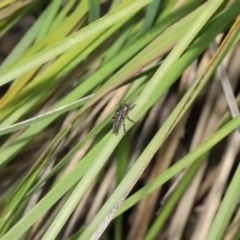 Thereutria amaraca at Acton, ACT - 18 Feb 2020