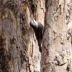 Cormobates leucophaea (White-throated Treecreeper) at Mount Pleasant - 17 Feb 2020 by MargD
