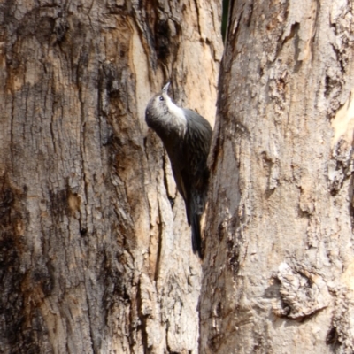 Cormobates leucophaea (White-throated Treecreeper) at Campbell, ACT - 18 Feb 2020 by MargD