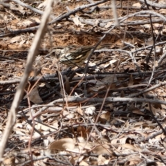 Pyrrholaemus sagittatus (Speckled Warbler) at Mount Ainslie to Black Mountain - 17 Feb 2020 by MargD