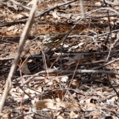 Pyrrholaemus sagittatus (Speckled Warbler) at Campbell, ACT - 17 Feb 2020 by MargD