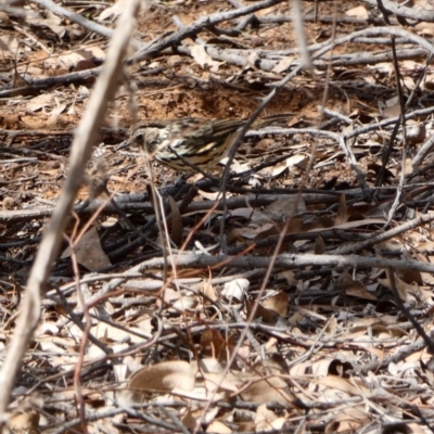 Pyrrholaemus sagittatus (Speckled Warbler) at Mount Ainslie to Black Mountain - 17 Feb 2020 by MargD