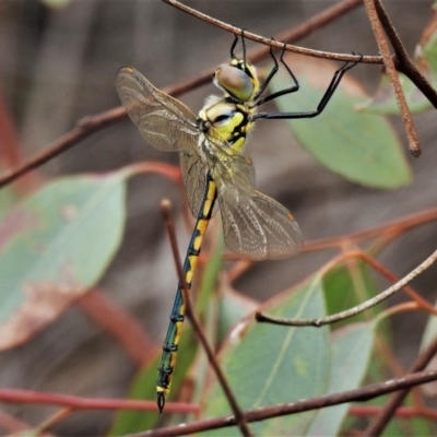 Hemicordulia tau (Tau Emerald) at Deakin, ACT - 17 Feb 2020 by JohnBundock