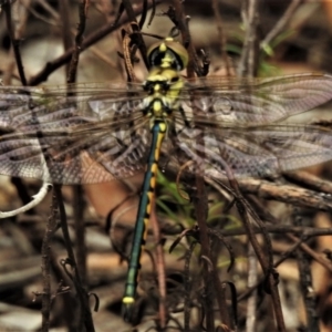 Hemicordulia tau at Deakin, ACT - 18 Feb 2020