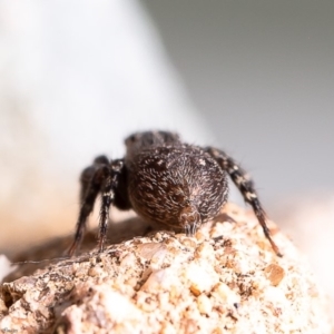 Servaea sp. (genus) at Mount Rogers - 17 Feb 2020