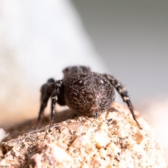Servaea sp. (genus) (Unidentified Servaea jumping spider) at Fraser, ACT - 17 Feb 2020 by Roger