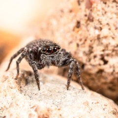 Servaea sp. (genus) at Mount Rogers - 17 Feb 2020