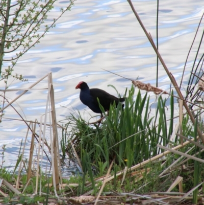 Porphyrio melanotus (Australasian Swamphen) at Wingecarribee Local Government Area - 16 Oct 2018 by JanHartog