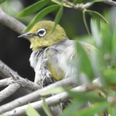 Zosterops lateralis (Silvereye) at Burradoo, NSW - 18 Feb 2020 by GlossyGal