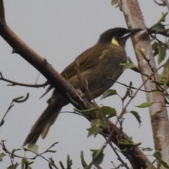 Meliphaga lewinii (Lewin's Honeyeater) at Wingecarribee Local Government Area - 18 Feb 2020 by GlossyGal