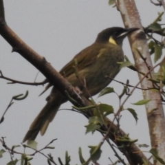 Meliphaga lewinii (Lewin's Honeyeater) at Burradoo, NSW - 18 Feb 2020 by GlossyGal