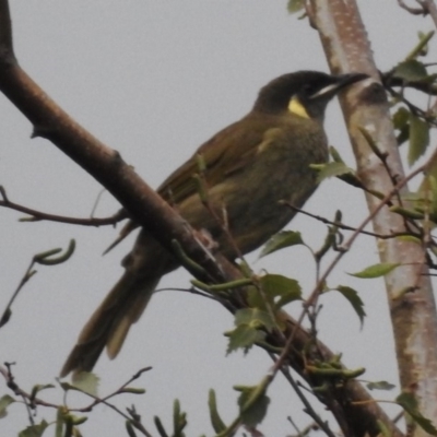 Meliphaga lewinii (Lewin's Honeyeater) at Wingecarribee Local Government Area - 18 Feb 2020 by GlossyGal