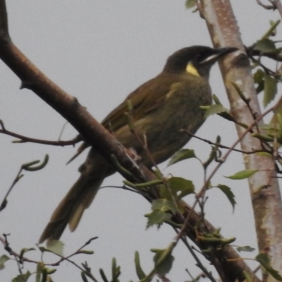 Meliphaga lewinii (Lewin's Honeyeater) at Burradoo, NSW - 18 Feb 2020 by GlossyGal