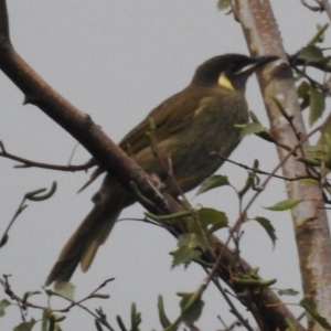 Meliphaga lewinii at Burradoo - 18 Feb 2020