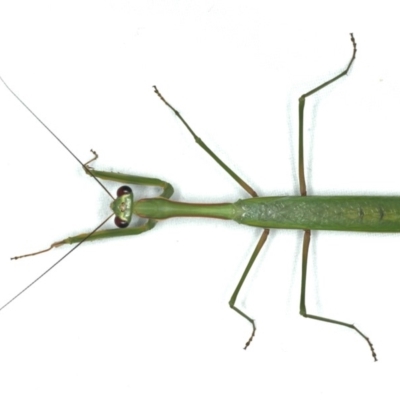 Pseudomantis albofimbriata (False garden mantis) at Ainslie, ACT - 17 Feb 2020 by jb2602