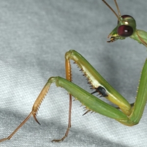 Pseudomantis albofimbriata at Ainslie, ACT - 17 Feb 2020