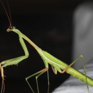 Pseudomantis albofimbriata at Ainslie, ACT - 17 Feb 2020