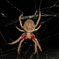 Hortophora transmarina (Garden Orb Weaver) at ANBG - 18 Feb 2020 by Roger