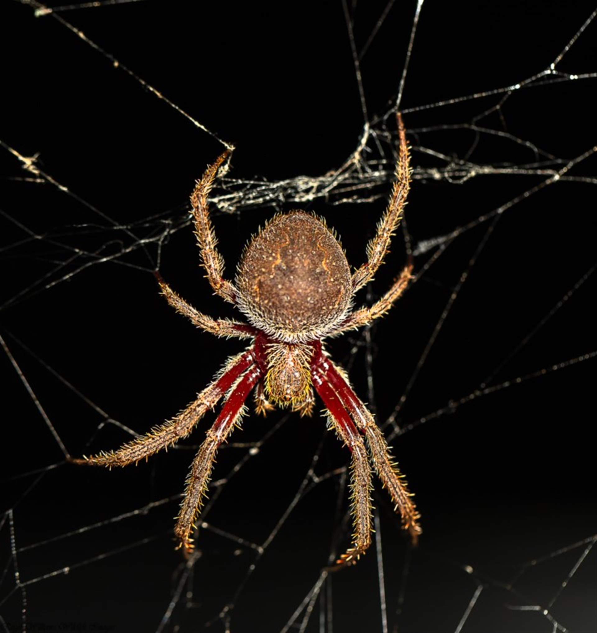 Eriophora transmarina at Acton, ACT - Canberra Nature Map