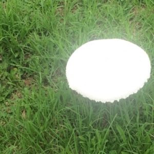 Macrolepiota dolichaula at Pointer Mountain, NSW - 18 Feb 2020