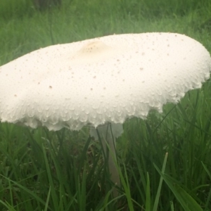 Macrolepiota dolichaula at Pointer Mountain, NSW - 18 Feb 2020