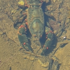 Unidentified Freshwater Crayfish (TBC) at - 17 Feb 2020 by JJR