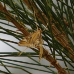 Strepsinoma foveata (Pyralid moth, Snout moth) at Cotter Reserve - 18 Feb 2020 by Christine