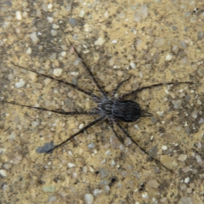 Tamopsis fickerti (Two-tailed spider) at Paddys River, ACT - 18 Feb 2020 by Christine