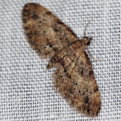 Chloroclystis (genus) (A geometer moth) at Paddys River, ACT - 9 May 2018 by ibaird