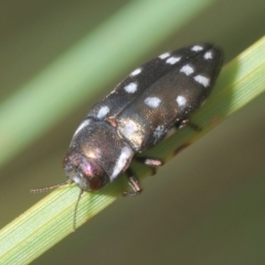 Diphucrania duodecimmaculata (12-spot jewel beetle) at Acton, ACT - 15 Feb 2020 by Harrisi