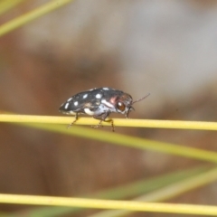 Diphucrania duodecimmaculata at Acton, ACT - 15 Feb 2020