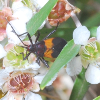 Oncopeltus (Oncopeltus) sordidus (Milk vine bug) at Acton, ACT - 15 Feb 2020 by Harrisi