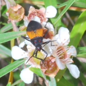 Oncopeltus (Oncopeltus) sordidus at Acton, ACT - 15 Feb 2020