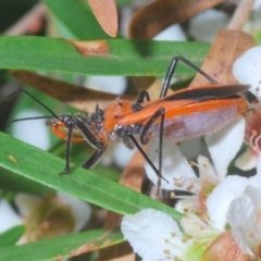 Gminatus australis (Orange assassin bug) at ANBG - 15 Feb 2020 by Harrisi