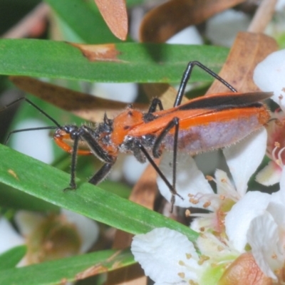 Gminatus australis (Orange assassin bug) at ANBG - 15 Feb 2020 by Harrisi