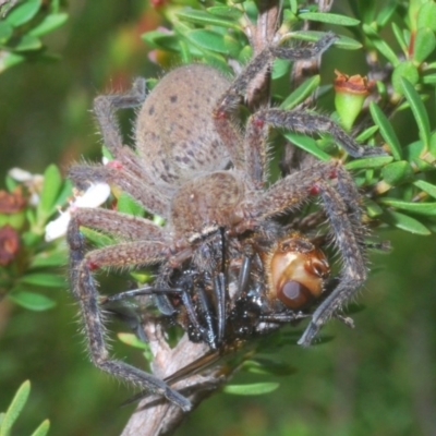 Sparassidae (family) (A Huntsman Spider) at Kosciuszko National Park, NSW - 17 Feb 2020 by Harrisi