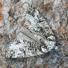 Chlenias ochrocrana (White-point Crest-moth) at Tidbinbilla Nature Reserve - 9 May 2018 by ibaird