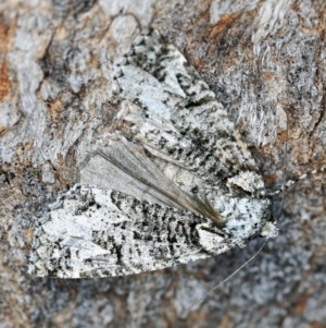 Chlenias ochrocrana at Paddys River, ACT - 9 May 2018