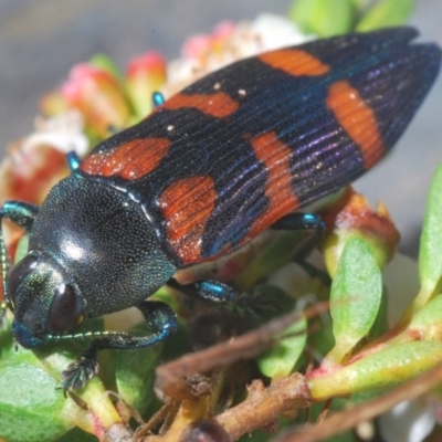 Castiarina helmsi (A jewel beetle) at Kosciuszko National Park - 17 Feb 2020 by Harrisi