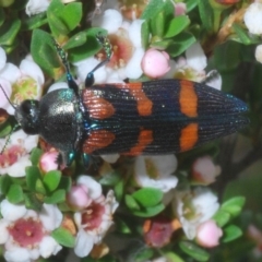 Castiarina helmsi at Wilsons Valley, NSW - 17 Feb 2020