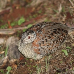 Turnix varius (Painted Buttonquail) at Hughes, ACT - 17 Feb 2020 by LisaH