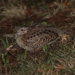 Turnix varius at Hughes, ACT - 17 Feb 2020