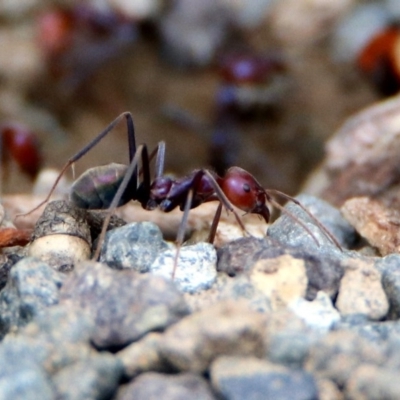 Iridomyrmex purpureus (Meat Ant) at Tharwa Bridge - 18 Feb 2020 by RodDeb
