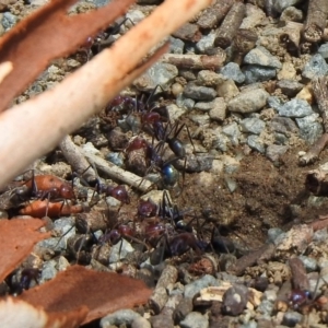 Iridomyrmex purpureus at Tharwa, ACT - 18 Feb 2020 12:29 PM